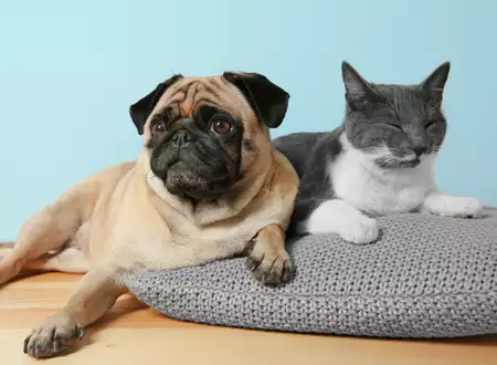 Cats vs Dogs: Which One is Right for You