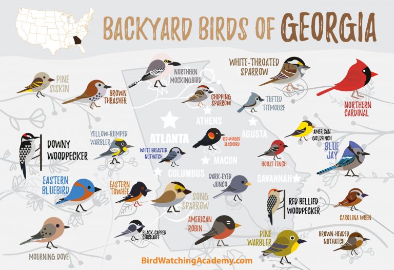 Bird in georgia: Beatiful Backyard Birds In Georgia