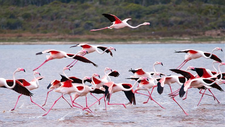 CAN FLAMINGOS FLY? (Intriguing FACTS AND PICTURES)