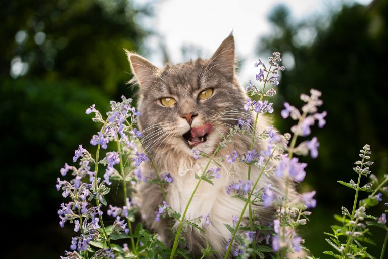 How to Make Catnip Flowers Out of Bot Cat?
