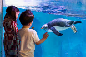 Sea Life Manchester: Why It’s The Perfect Place To Take Your Children?