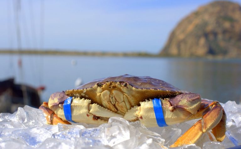 Buy Fresh Dungeness crab